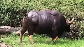 Gauras are the largest bulls in the world