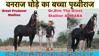 Stallion Pruthvi Raj 🐎|| sire by vanraj || #marwarihorse #horse