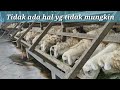 Aktifitas di sore hari  peternakan kambing DADONG AWOK farm BANYUWANGI ujicoba minum pakai bekatul