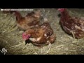 rescued chickens find their forever home