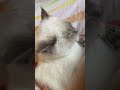 catmassage chat britishshorthair cat 夹子音 英短重点色