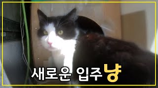 A Korean stray cat moved into the yard house.