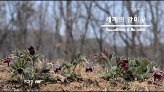 봄꽃이야기 - 세계의 할미꽃 (Pasqueflower of the world)