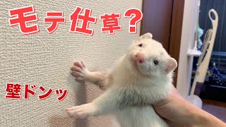 【モテ仕草？】”壁ドンッ編”フェレットフクともちおの成長日記〜FERRET GROWTH DIARY〜