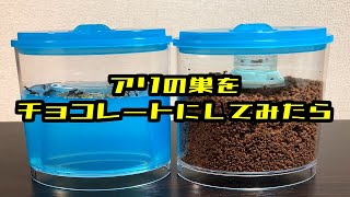 【アリの飼育記2冊目#23】アリの巣をチョコレートにしてみた結果【自由研究】