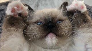 Funny Cats of the Internet || Videos funny cat #4