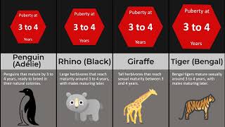 Puberty Ages of 50 Species!  🐒🕒