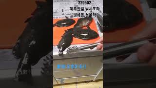 220502 제주한림 낚시 벵에돔 청볼락  #shorts #제주브이로그 #한림항 #벵에돔 #청볼락 #제주낚시