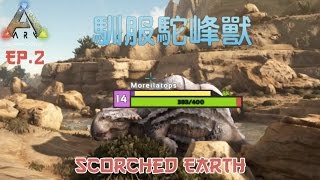 馴服駝峰獸，迴旋鏢的秘密 方舟: 焦土  炙熱大地 EP. 2 (Ark: Scorched Earth) DLC ！