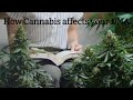 How Cannabis affects your DNA explained by Dareld Gillaspie