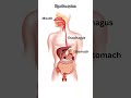 digestive system is all work viralvideo shorts