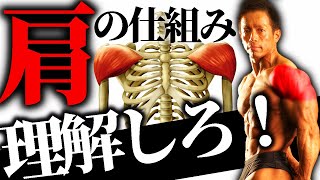 【筋トレ】肩は筋トレの要！無駄なストレッチはやめて肩の筋疲労と向き合え！【筋疲労】