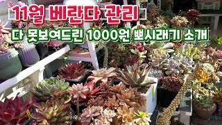 11월 다육이키우는  베란다 관리하기 \u0026 남은 뽀시래기들 인사 #다육이를부탁해  多肉植物, succulent, たにくしょくぶつ