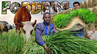 Best Fodder Crops | Cow, Goat, Buffalo, Pig, Sheep, Horse, Chicken \u0026 Other Livestock Fodders