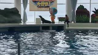 イルカショー②大洗水族館　ワンピースコラボ