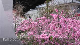 Shimoda Travel Guide : Weeping Peach Flowers