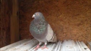 Cuban Brown Hen - 1/14/2016