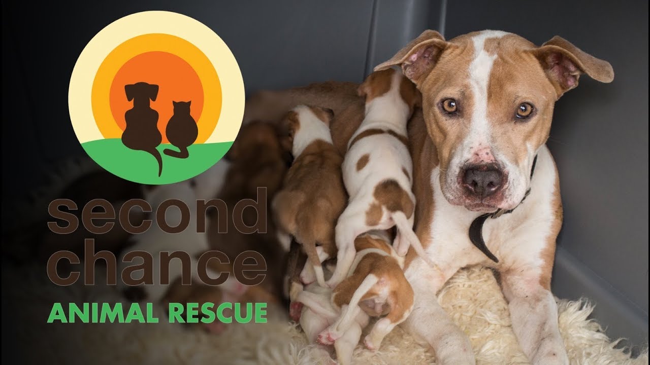 Who We Are What We Do Second Chance Animal Rescue Youtube