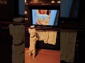 わんちゃんの動画が始まってめり込むウエスティ犬