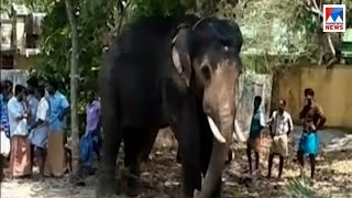 തിടമ്പേറ്റിയ ആന വിരണ്ടോടി; പൂജാരിയും പാപ്പാനും ചാടി രക്ഷപ്പെട്ടു