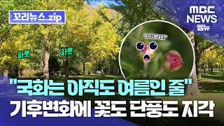 꼬리뉴스.zip l “국화는 아직도 여름인 줄”. 꽃도 단풍도 지각...기후 변화가 바꾼 풍경 l 뉴스모음집