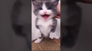 Funniest Videos 2023 😂 Funny Cats 🐱 #cute #cat #short #137