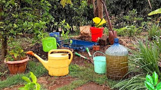 Refreshing Rainy Day | Garden Tour |Thunderstorm | Raindrops on leaves and petals