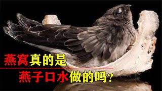 燕窝是燕子口水做的？哪种燕子才能产出燕窝，营养价值真的很高吗