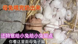 母兔喂完小兔窝里什么样？带你们看看刚完奶的小兔，我们都做什么