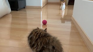 【メインクーン/ラガマフィン】子猫達がロボット掃除機から避難するとこうなります