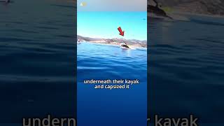 Kayaker Swallowed by a Whale 😨