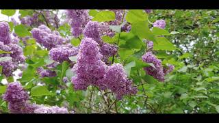 Lilac. Spring. Relax HD