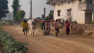 Kasanneni Raja next year upcoming bulls || Beta Video || Gannavaram, Krishna Dt.