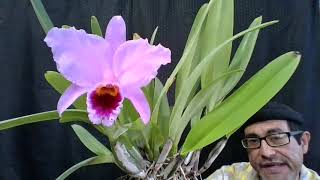 Cattleya percivaliana