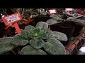 African violets leaf propagation