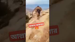 একটি চিতা বাঘ একজন আফ*গান সৈন্য ধরে, খালি হাতে জীবন্ত কাঁধে করে নিয়ে যায় এবং বনে ছেড়ে দেয়।💪