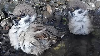 Tree sparrows bathing orgy. Feldsperlinge  -  Badeorgie