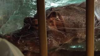 20140813 ｜旭山動物園｜夜の動物園　カバ（百吉）