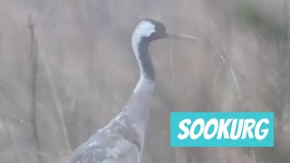 Sookurg, Grus grus, Common Crane - Eesti linnud