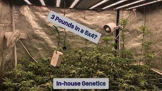 Seed To Harvest In House Genetics Jelly Breath Deluxe Slurbet Starfire Genetocs Bapple Fritz