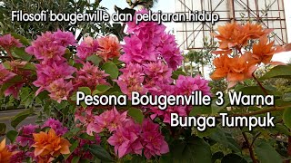 Cerita pendek untuk semangat | belajar dari filosofi bunga bougenville