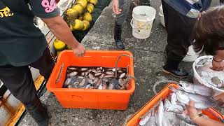 漁船卸貨 黑喉裝滿一整桶 Much Black croaker fill full the box so amazing 大溪漁港 seafood fishport