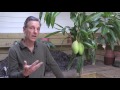 growing mango ‘pickering’ in containers how to grow mangos