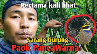 Langka..!! Pertama kali dapat Sarang burung cantik dan eksotis Sarang Pancawarna