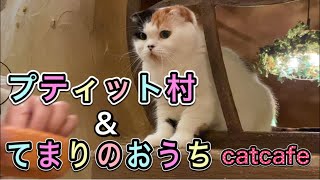 吉祥寺プティット村と、Cat Cafeてまりのおうちに行ってきたよ！I've been to Kichijoji Petite Village and Cat Cafe Temari's House!