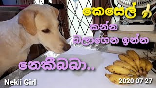 කෙසෙල් කන්න බලාගෙන ඉන්න නෙකී කෙල්ල | Going to eat Banana | Nekii Girl | 2020 07 27