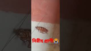 নিরীহ প্রাণী আরশোলা #viral #trending #shortsvideo #youtube #ytshort