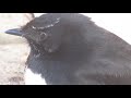 handfeeding a willie wagtail