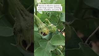 SIMONA: Advanced Pest Control Solution for All Crops | Kavitha Life Sciences #natural #agriculture