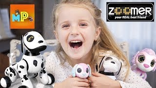 Zoomed Dog  нашел младшего брата Zupps! Zoomer Dog and Zupps together